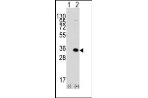 Image no. 1 for anti-Methyl-CpG Binding Domain Protein 3 (MBD3) (C-Term) antibody (ABIN356576) (MBD3 antibody  (C-Term))