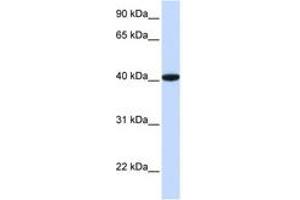 Image no. 1 for anti-General Transcription Factor IIB (GTF2B) (AA 36-85) antibody (ABIN6744416) (GTF2B antibody  (AA 36-85))