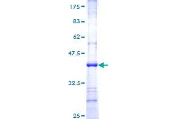 NDUFS7 Protein (AA 114-213) (GST tag)