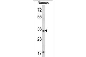 Western blot analysis of ACY3 Antibody (Center) (ABIN652661 and ABIN2842443) in Ramos cell line lysates (35 μg/lane).