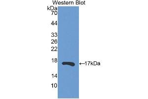 Western Blotting (WB) image for anti-Ribonuclease, RNase A Family, 13 (Non-Active) (RNASE13) (AA 20-156) antibody (ABIN3201883)