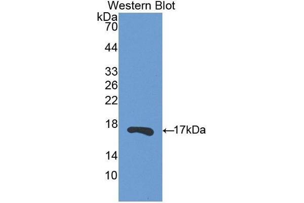 RNASE13 antibody  (AA 20-156)