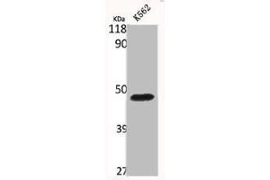 Western Blot analysis of K562 cells using Bag-4 Polyclonal Antibody (BAG4 antibody  (C-Term))