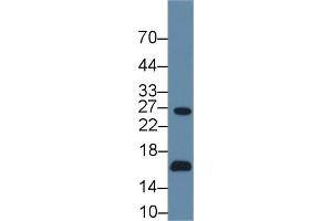 AQP2 antibody  (AA 177-271)
