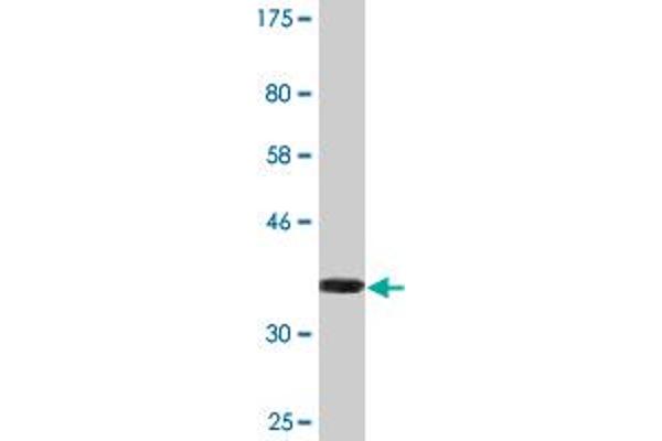 TECTA antibody  (AA 1981-2080)