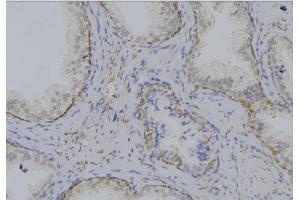 ABIN6269205 at 1/100 staining Mouse testis tissue by IHC-P. (SHC1 antibody)