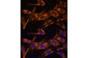 Immunofluorescence analysis of C6 cells using RPL36AL Polyclonal Antibody (ABIN7270007) at dilution of 1:100 (40x lens).