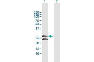 Western Blot analysis of PRDX3 expression in transfected 293T cell line by PRDX3 MaxPab polyclonal antibody. (Peroxiredoxin 3 antibody  (AA 1-256))