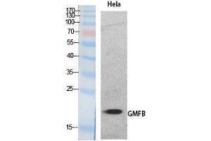 Western Blotting (WB) image for anti-Glia Maturation Factor, beta (GMFB) (Internal Region) antibody (ABIN3181057) (GMFB antibody  (Internal Region))