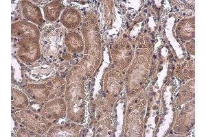 IHC-P Image USP5 antibody [C1C3] detects USP5 protein at cytoplasm on mouse kidney by immunohistochemical analysis.