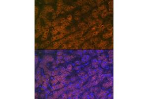 Immunofluorescence (IF) image for anti-Retinol Binding Protein 4, Plasma (RBP4) antibody (ABIN7269951)