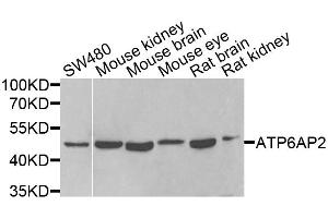 Western blot analysis of extracts of various cell lines, using ATP6AP2 antibody. (ATP6AP2 antibody)
