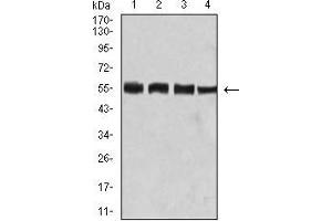 Western Blotting (WB) image for anti-Bridging Integrator 1 (BIN1) (AA 189-398) antibody (ABIN5542281)