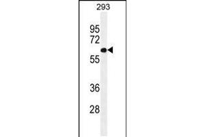 Western blot analysis in 293 cell line lysates (35ug/lane). (PATL2 antibody  (AA 168-196))