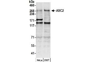 anti-PYD (Pyrin Domain) Containing 1 (PYDC1) (C-Term) antibody