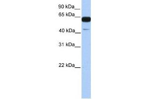 Western Blotting (WB) image for anti-PWWP Domain Containing 2A (PWWP2A) antibody (ABIN2459250) (PWWP2A antibody)