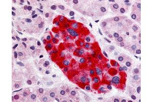 Anti-GPR55 antibody IHC of human pancreas, islet of Langerhans. (GPR55 antibody  (Cytoplasmic Domain))