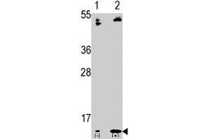 Western blot analysis of FAU polyclonal antibody  in 293 cell line lysates transiently transfected with the FAU gene (2 ug/lane). (FAU antibody  (C-Term))