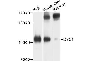 Western blot analysis of extracts of various cell lines, using DSC1 antibody (ABIN6003767) at 1/1000 dilution. (Desmocollin 1 antibody)