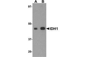 Western blot analysis of IDH1 in HepG2 cell lysate with IDH1 antibody at (A) 1 and (B) 2 μg/ml. (IDH2 antibody  (C-Term))