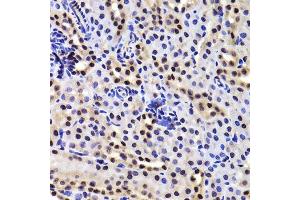 Immunohistochemistry of paraffin-embedded mouse kidney using GABPB1 Antibody. (GABPB1 antibody  (AA 231-395))