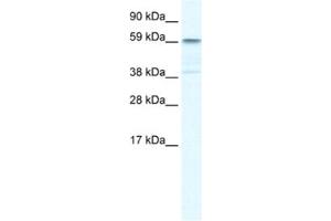 Western Blotting (WB) image for anti-Tripartite Motif Containing 41 (TRIM41) antibody (ABIN2460963) (TRIM41 antibody)