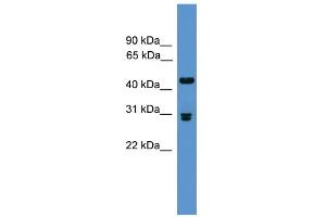 WB Suggested Anti-Pdyn Antibody Titration: 0. (PDYN antibody  (Middle Region))