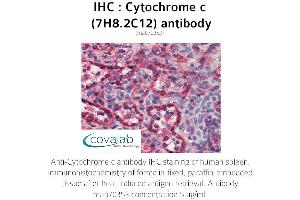 Image no. 2 for anti-Cytochrome C, Somatic (CYCS) antibody (ABIN5693541) (Cytochrome C antibody)