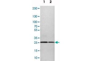 Western blot analysis of cell lysates with CALB2 polyclonal antibody  at 1:250-1:500 dilution. (Calretinin antibody)