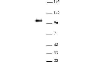 CTCF pAb tested by Western blot. (CTCF antibody  (N-Term))