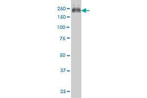 ABCC4 antibody  (AA 1-110)