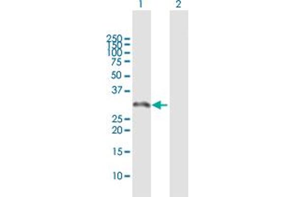 MAGEH1 antibody  (AA 1-219)