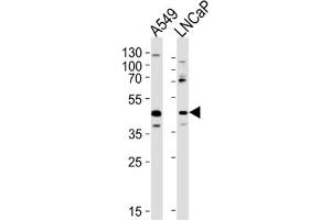 Western Blotting (WB) image for anti-Gametogenetin (GGN) antibody (ABIN3004762) (GGN antibody)
