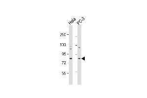 All lanes : Anti-KCTD3 Antibody (C-term) at 1:1000 dilution Lane 1: Hela whole cell lysate Lane 2: PC-3 whole cell lysate Lysates/proteins at 20 μg per lane. (KCTD3 antibody  (C-Term))
