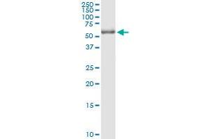 Immunoprecipitation (IP) image for anti-Polymerase (DNA Directed), gamma 2, Accessory Subunit (POLG2) (AA 1-485) antibody (ABIN949047)