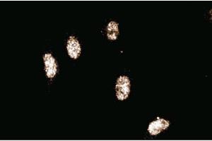 Immunofluorescence staining of human endothelial cells. (Cullin 3 antibody  (AA 565-684))