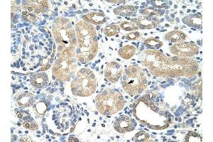 RAVER1 antibody was used for immunohistochemistry at a concentration of 4-8 ug/ml to stain Epithelial cells of renal tubule (arrows) in Human Kidney. (RAVER1 antibody  (N-Term))
