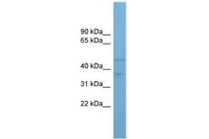 Image no. 1 for anti-Arylacetamide Deacetylase-Like 4 (AADACL4) (AA 215-264) antibody (ABIN6744783) (AADACL4 antibody  (AA 215-264))