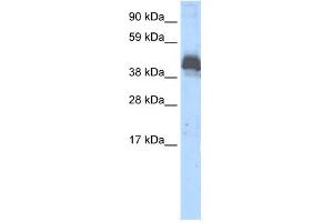 WB Suggested Anti-ZNF297B Antibody Titration:  0. (ZBTB43 antibody  (Middle Region))