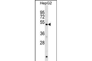HERPUD1 Antibody (N-term) (ABIN1539462 and ABIN2848867) western blot analysis in HepG2 cell line lysates (35 μg/lane).