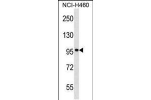 Western blot analysis in NCI-H460 cell line lysates (35ug/lane). (FBXL13 antibody  (C-Term))