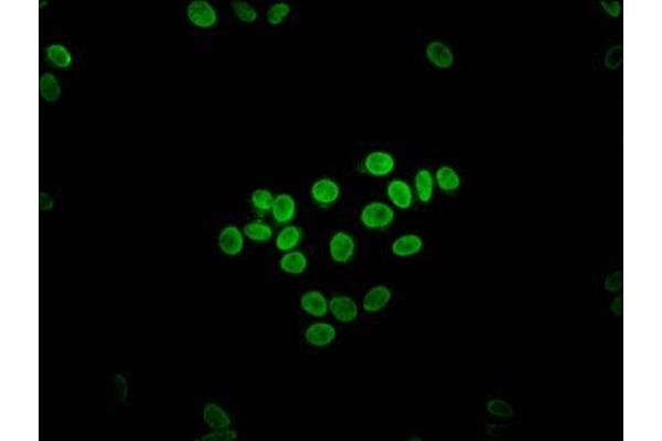 ETV2 antibody  (AA 74-201)