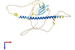 AlphaFold protein structure predicition of Mouse Recombinant Gmnc Protein, UniprotID Q3URY2 (GEMC1 Protein (AA 1-333) (His tag))