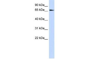 WB Suggested Anti-SRC Antibody Titration:  0. (Src antibody  (N-Term))