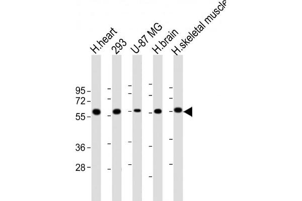 ENTPD2 antibody  (N-Term)