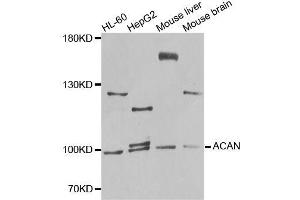 Western blot analysis of extracts of various cell lines, using ACAN antibody (ABIN5996442) at 1/1000 dilution. (Aggrecan antibody)
