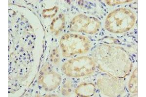 Immunohistochemistry of paraffin-embedded human kidney tissue using ABIN7168635 at dilution of 1:100 (Sclerostin antibody  (AA 24-213))