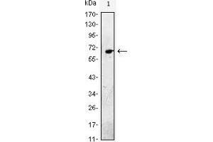 Western blot analysis using EGF mouse mAb against EGF-hIgGFc transfected HEK293 cell lysate. (EGF antibody)