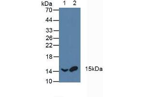 Western blot analysis of (1) Rat Blood Cells and (2) Porcine Blood Cells. (AFT1 antibody  (AA 3-213))