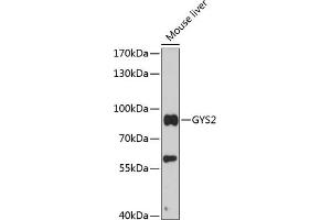 Western blot analysis of extracts of mouse liver, using GYS2 antibody (ABIN6129730, ABIN6141549, ABIN6141550 and ABIN6216850) at 1:3000 dilution. (Glycogen Synthase 2 antibody  (AA 594-703))